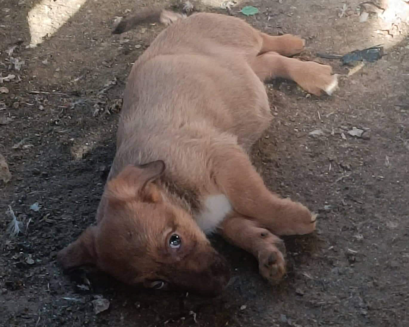 Tierschutzverein Bellas Pfotenhilfe Hunderettung Bosnien Hund adoptieren Ferdi