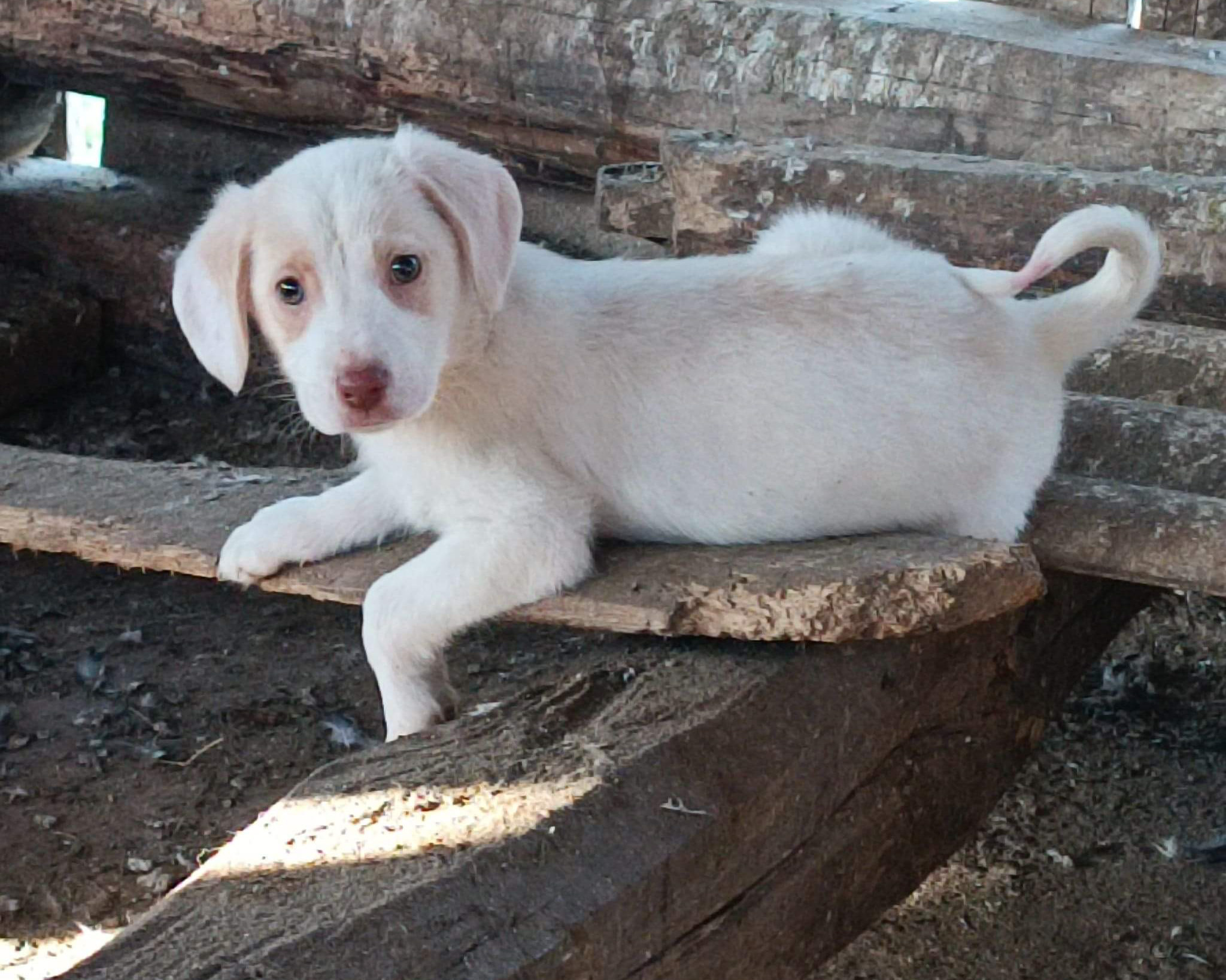 Tierschutzverein Bellas Pfotenhilfe Hunderettung Bosnien Hund adoptieren Franzi