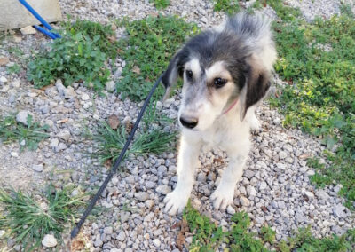 Tierschutzverein Bellas Pfotenhilfe Hunderettung Bosnien Hund adoptieren Frieda