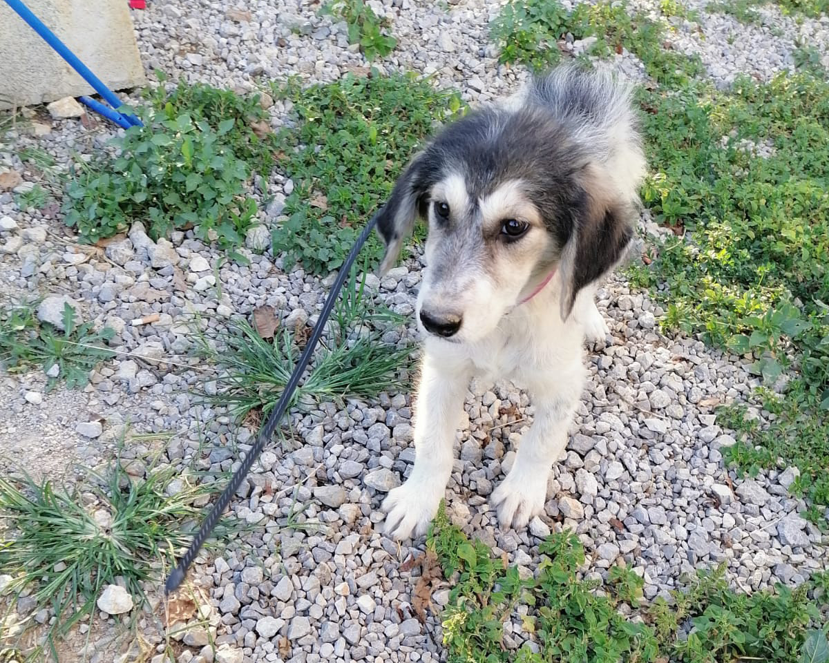 Tierschutzverein Bellas Pfotenhilfe Hunderettung Bosnien Hund adoptieren Frieda