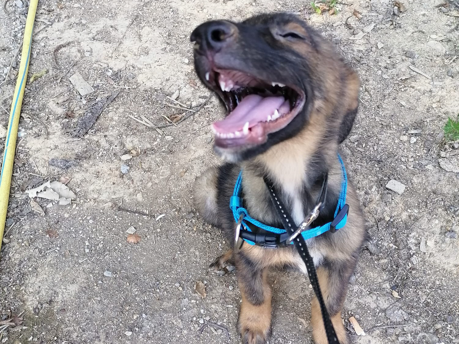 Tierschutzverein Bellas Pfotenhilfe Hunderettung Bosnien Hund adoptieren Friedo