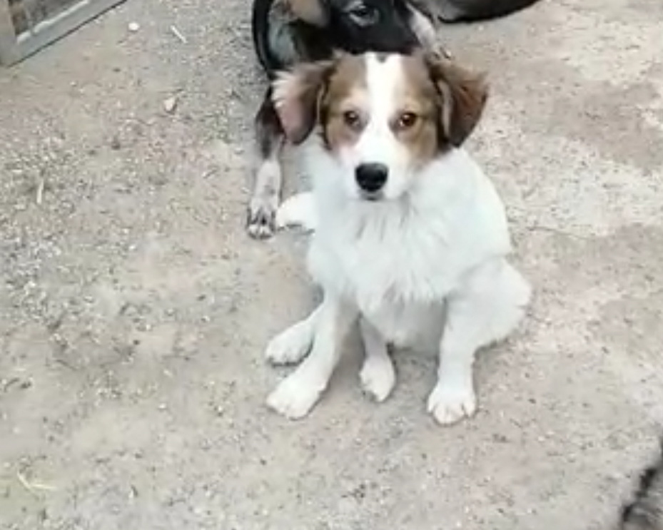 Tierschutzverein Bellas Pfotenhilfe Hunderettung Bosnien Hund adoptieren Fritzi