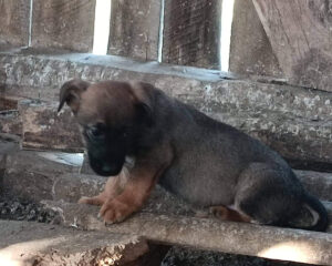 Tierschutzverein Bellas Pfotenhilfe Hunderettung Bosnien Hund adoptieren Fritzi II