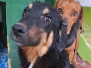 Tierschutzverein Bellas Pfotenhilfe Hunderettung Bosnien Hund adoptieren Hannes