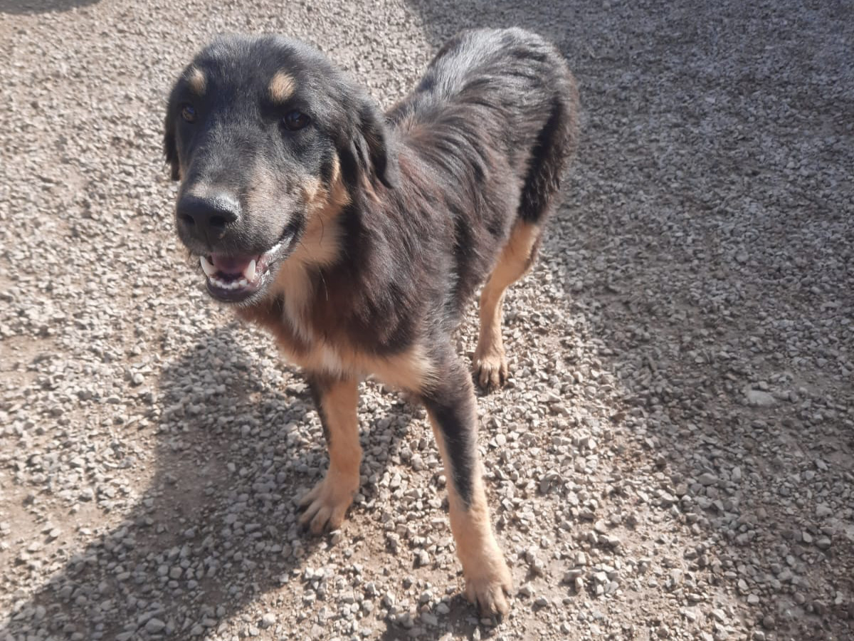 Tierschutzverein Bellas Pfotenhilfe Hunderettung Bosnien Hund adoptieren Hannes