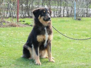 Tierschutzverein Bellas Pfotenhilfe Hunderettung Bosnien Hund adoptieren Hannes