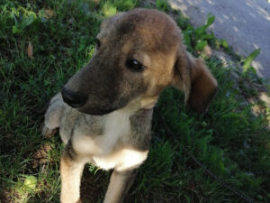 Tierschutzverein Bellas Pfotenhilfe Hunderettung Bosnien Hund adoptieren Henry
