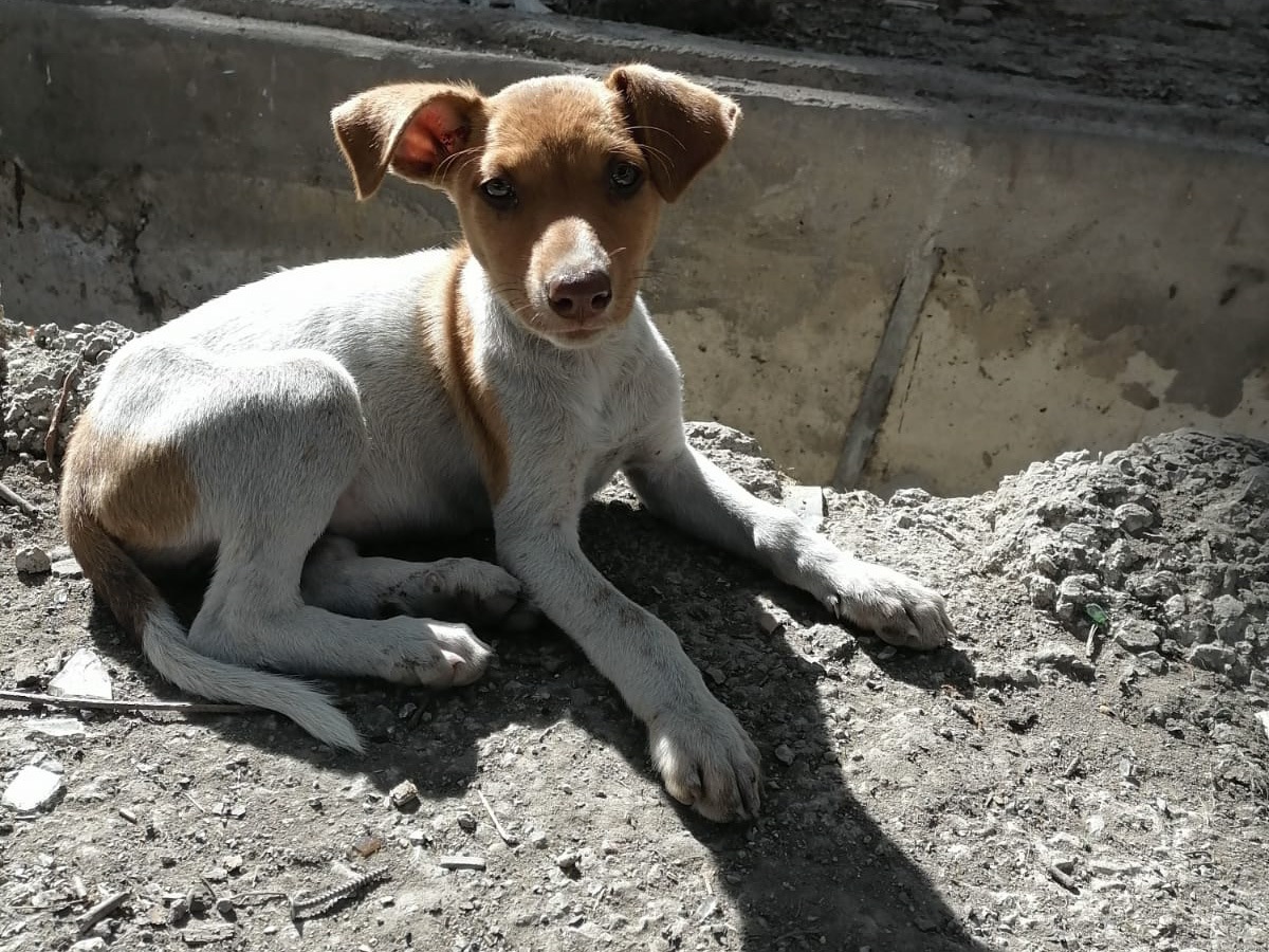 Tierschutzverein Bellas Pfotenhilfe Hunderettung Bosnien Hund adoptieren Hera