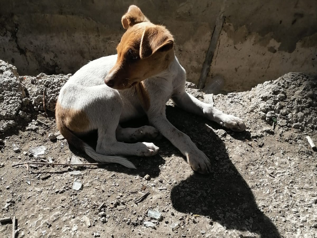 Tierschutzverein Bellas Pfotenhilfe Hunderettung Bosnien Hund adoptieren Hera