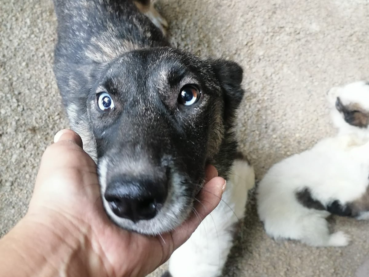 Tierschutzverein Bellas Pfotenhilfe Hunderettung Bosnien Hund adoptieren Hope