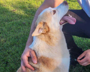 Tierschutzverein Bellas Pfotenhilfe Hunderettung Bosnien Hund adoptieren Husky Mix Hündin
