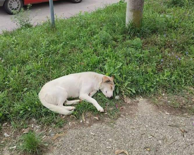 Tierschutzverein Bellas Pfotenhilfe Hunderettung Bosnien Hund adoptieren Jucy