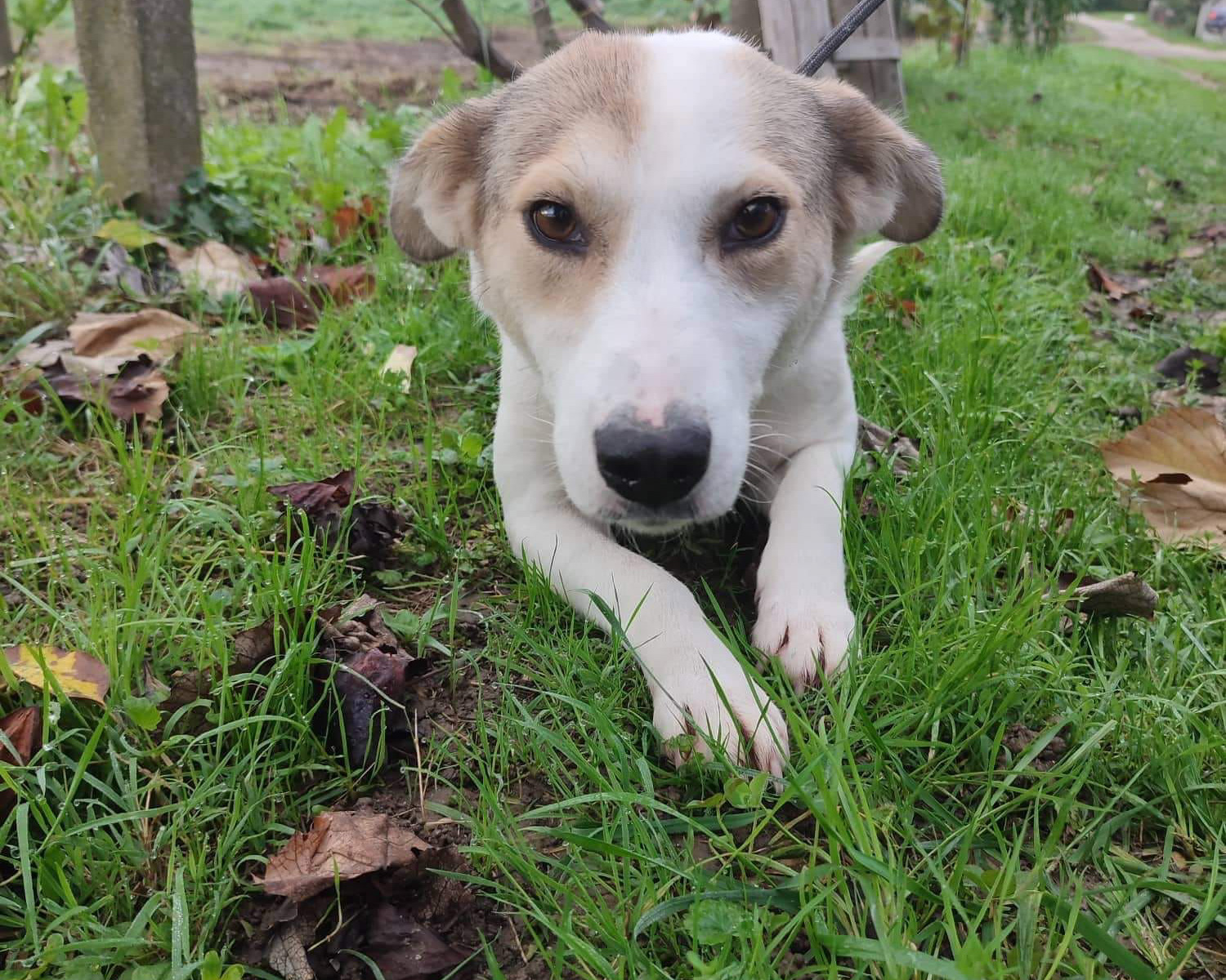 Tierschutzverein Bellas Pfotenhilfe Hunderettung Bosnien Hund adoptieren Jucy