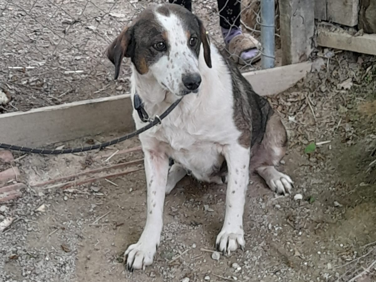 Tierschutzverein Bellas Pfotenhilfe Hunderettung Bosnien Hund adoptieren Kala