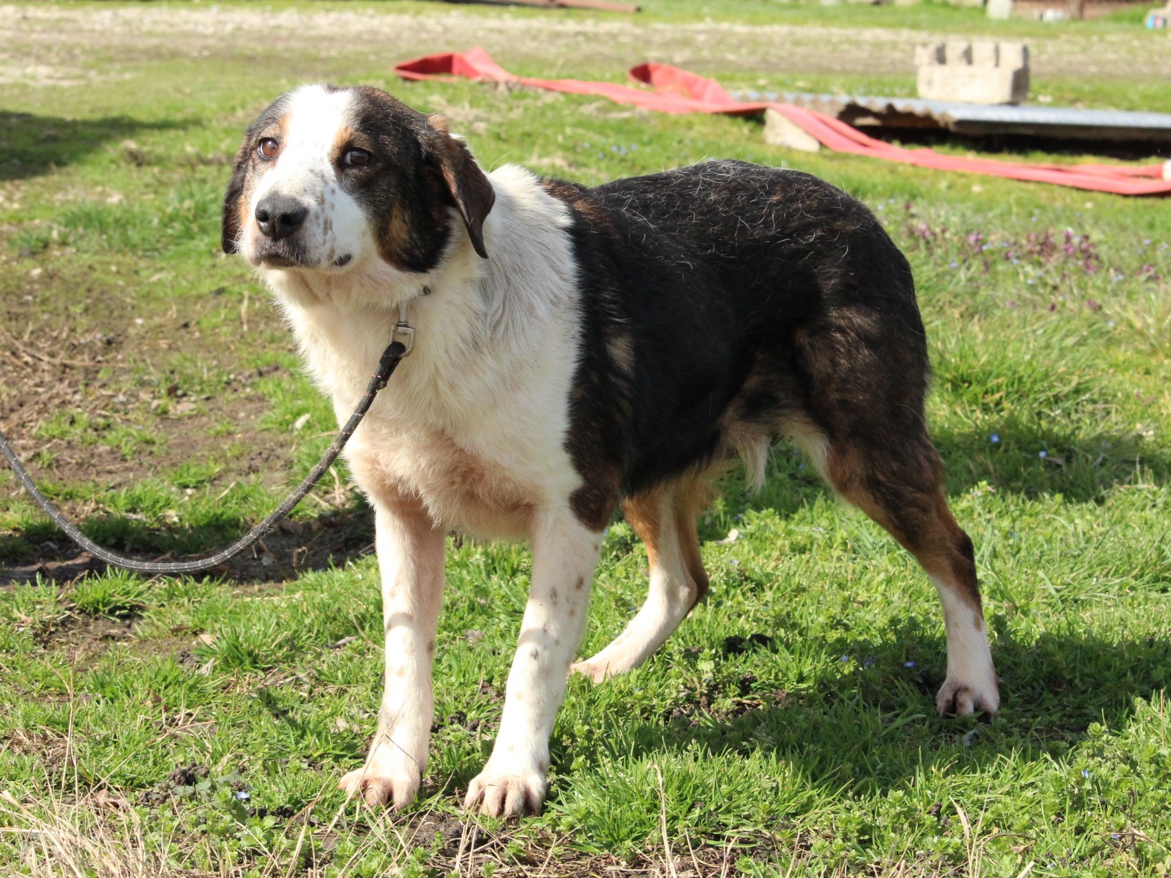 Tierschutzverein Bellas Pfotenhilfe Hunderettung Bosnien Hund adoptieren Kala