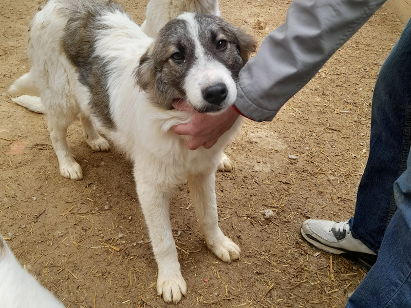 Tierschutzverein Bellas Pfotenhilfe Hunderettung Bosnien Hund adoptieren Keks