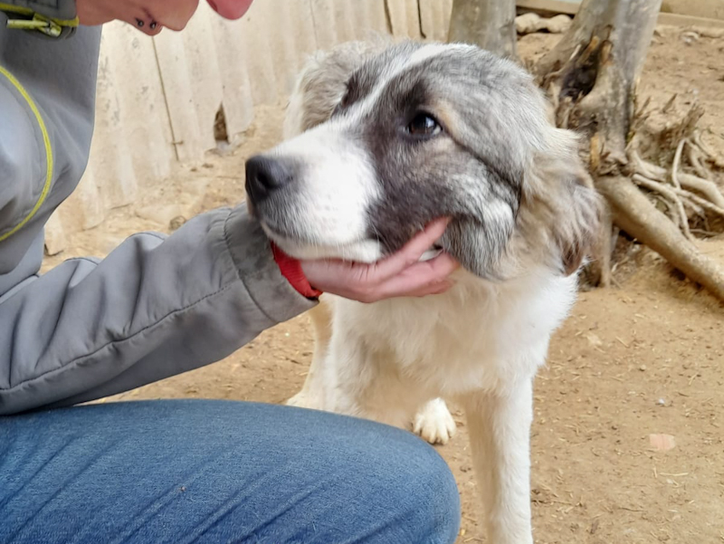 Tierschutzverein Bellas Pfotenhilfe Hunderettung Bosnien Hund adoptieren Keks