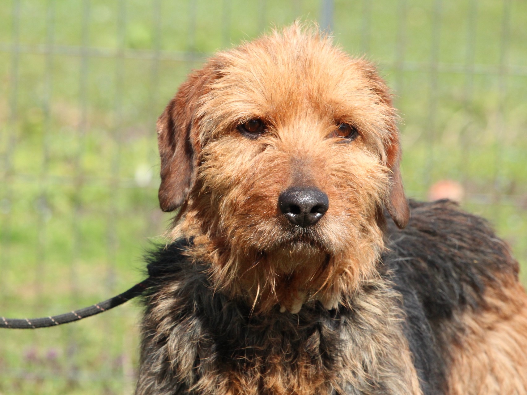 Tierschutzverein Bellas Pfotenhilfe Hunderettung Bosnien Hund adoptieren Kiki