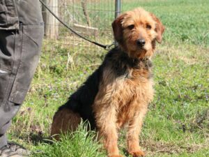 Tierschutzverein Bellas Pfotenhilfe Hunderettung Bosnien Hund adoptieren Kiki