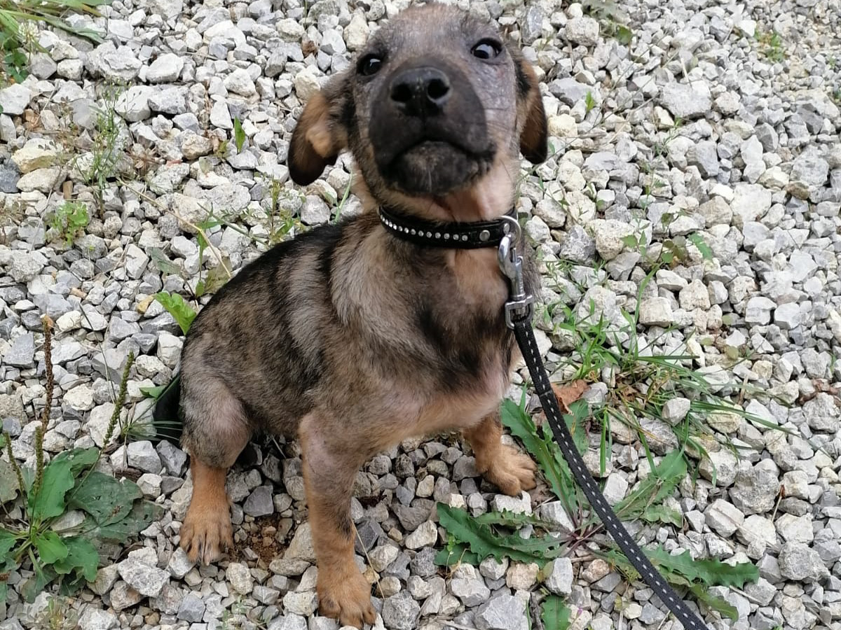 Tierschutzverein Bellas Pfotenhilfe Hunderettung Bosnien Hund adoptieren Kira