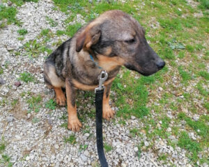 Tierschutzverein Bellas Pfotenhilfe Hunderettung Bosnien Hund adoptieren Kira
