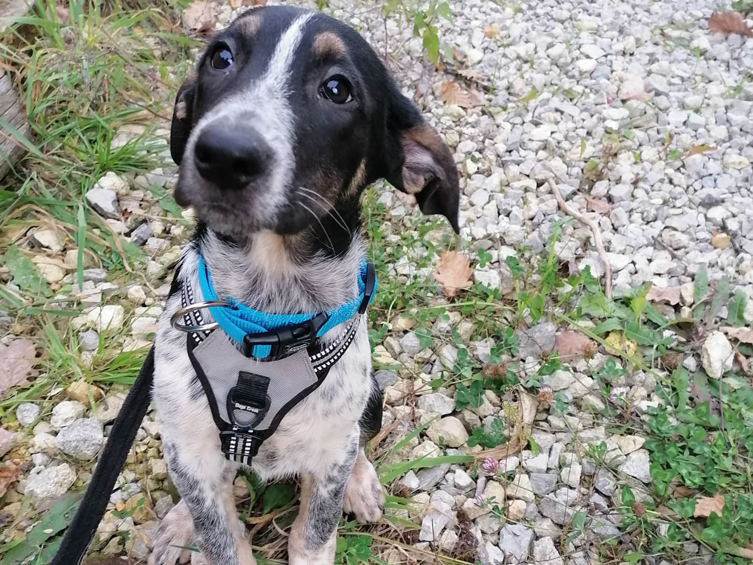Tierschutzverein Bellas Pfotenhilfe Hunderettung Bosnien Hund adoptieren Kleiner Muck