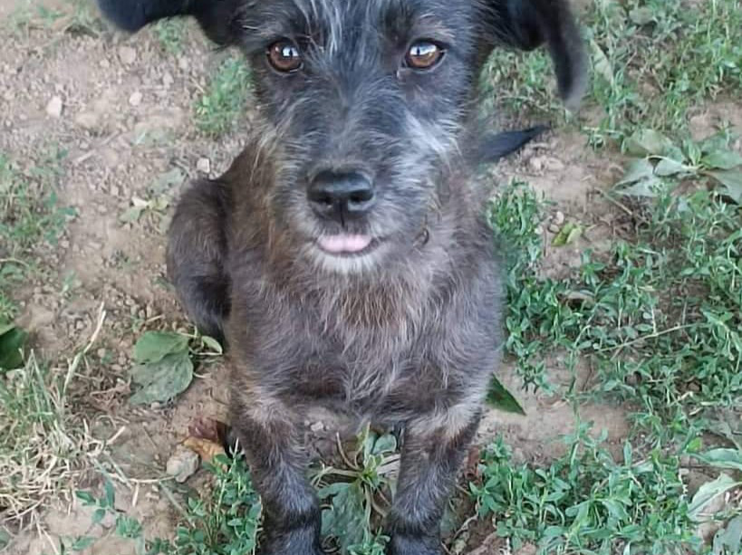 Tierschutzverein Bellas Pfotenhilfe Hunderettung Bosnien Hund adoptieren Lana