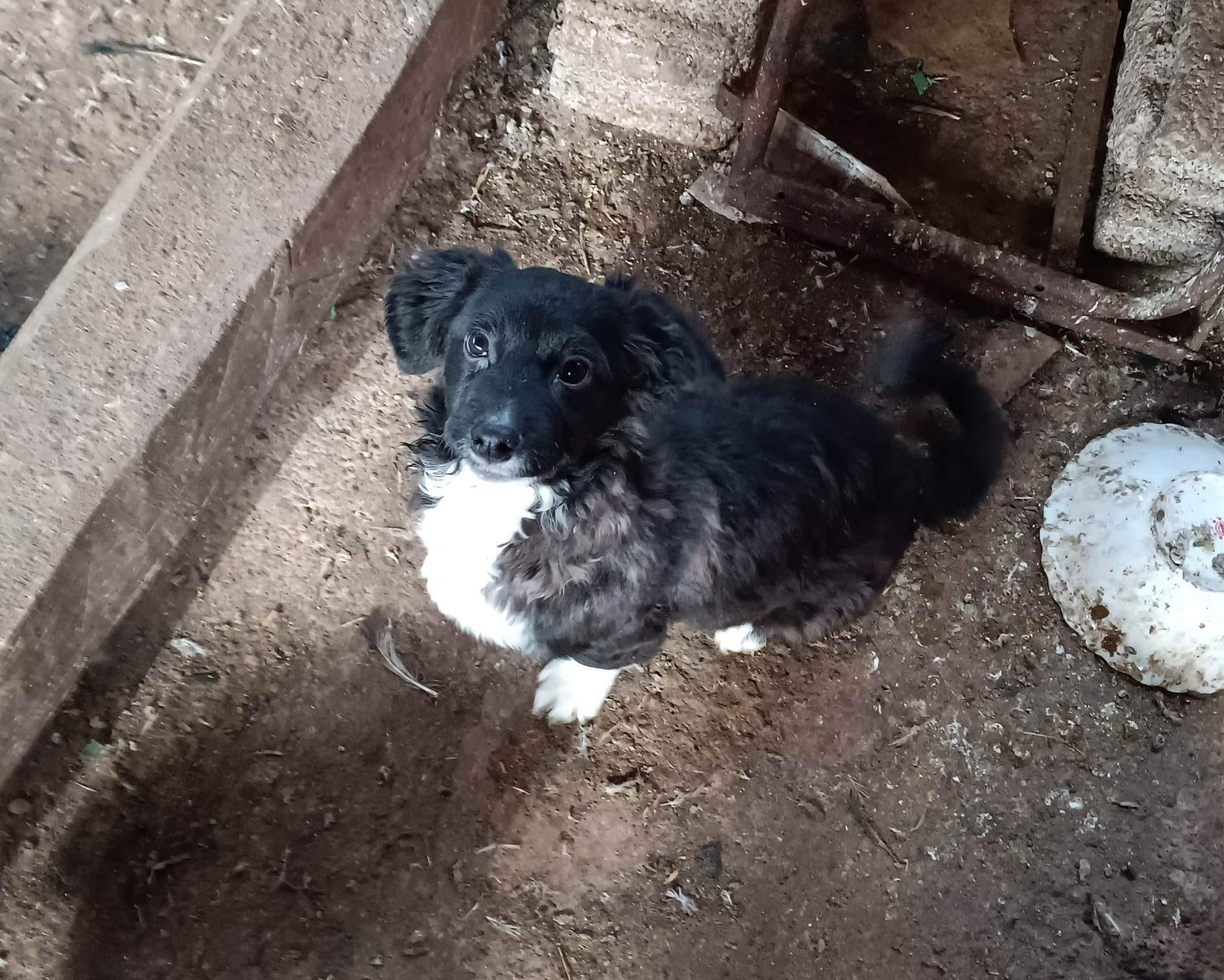 Tierschutzverein Bellas Pfotenhilfe Hunderettung Bosnien Hund adoptieren Leo