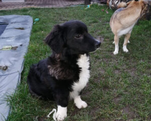 Tierschutzverein Bellas Pfotenhilfe Hunderettung Bosnien Hund adoptieren Leo
