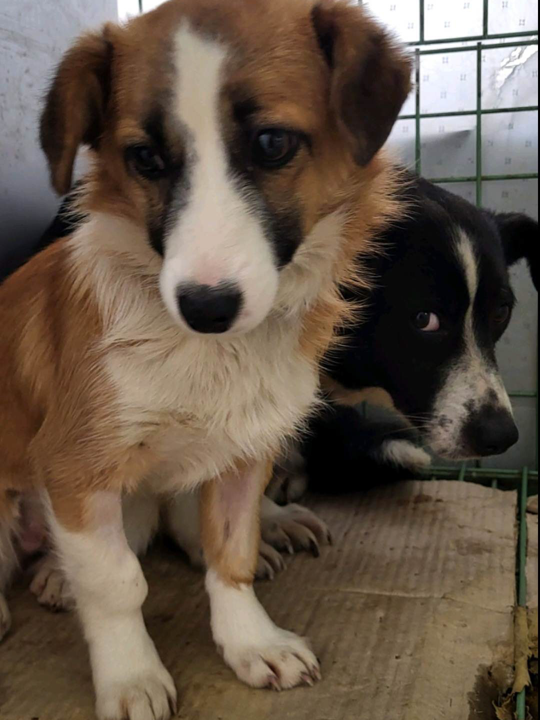 Tierschutzverein Bellas Pfotenhilfe Hunderettung Bosnien Hund adoptieren Lilia