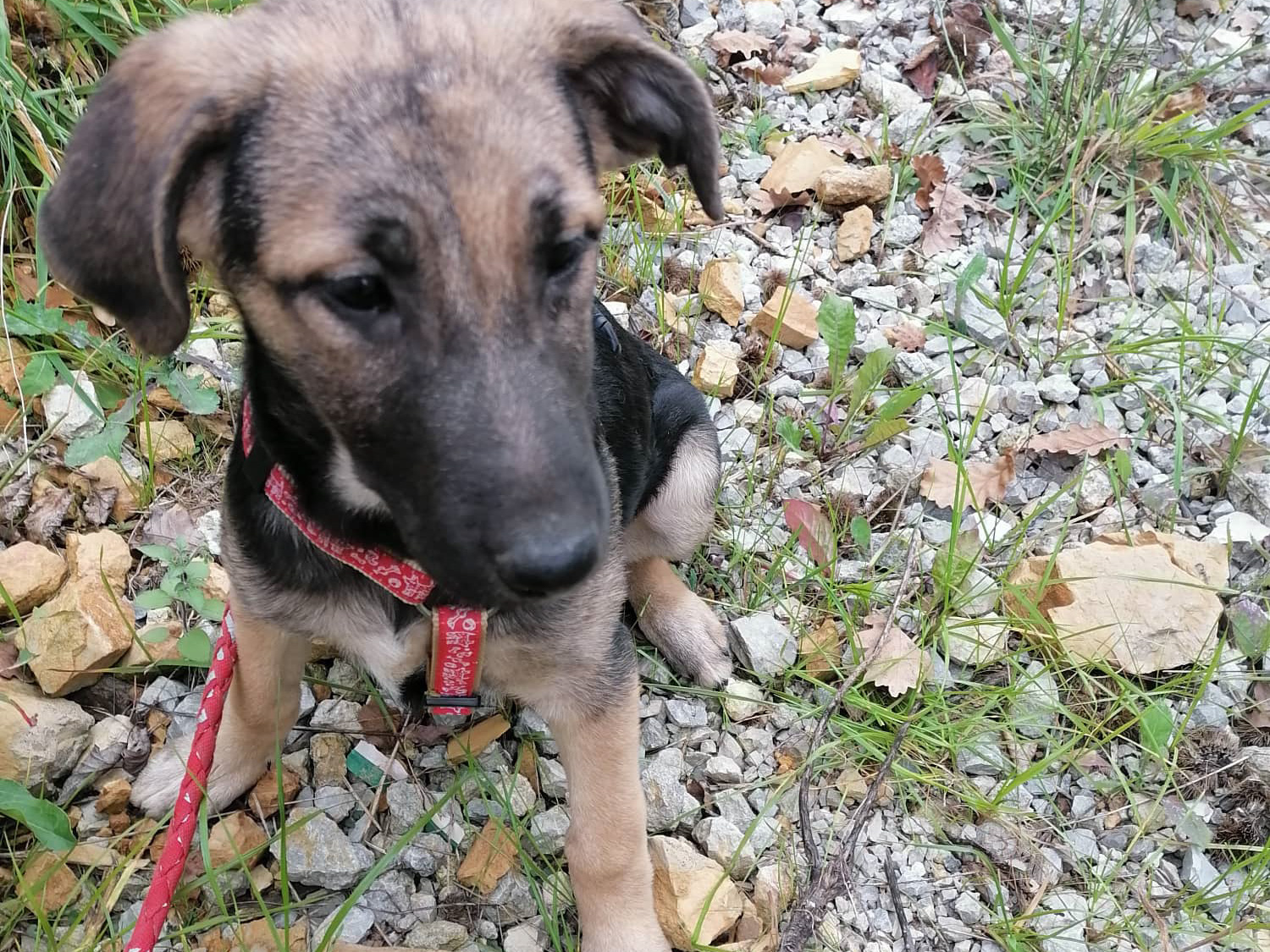 Tierschutzverein Bellas Pfotenhilfe Hunderettung Bosnien Hund adoptieren Lilly