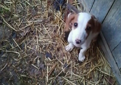 Tierschutzverein Bellas Pfotenhilfe Hunderettung Bosnien Hund adoptieren Lilly II