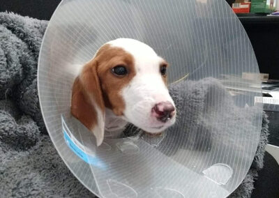 Tierschutzverein Bellas Pfotenhilfe Hunderettung Bosnien Hund adoptieren Lilly II
