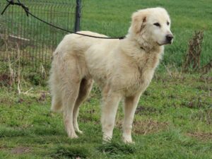 Tierschutzverein Bellas Pfotenhilfe Hunderettung Bosnien Hund adoptieren Lola