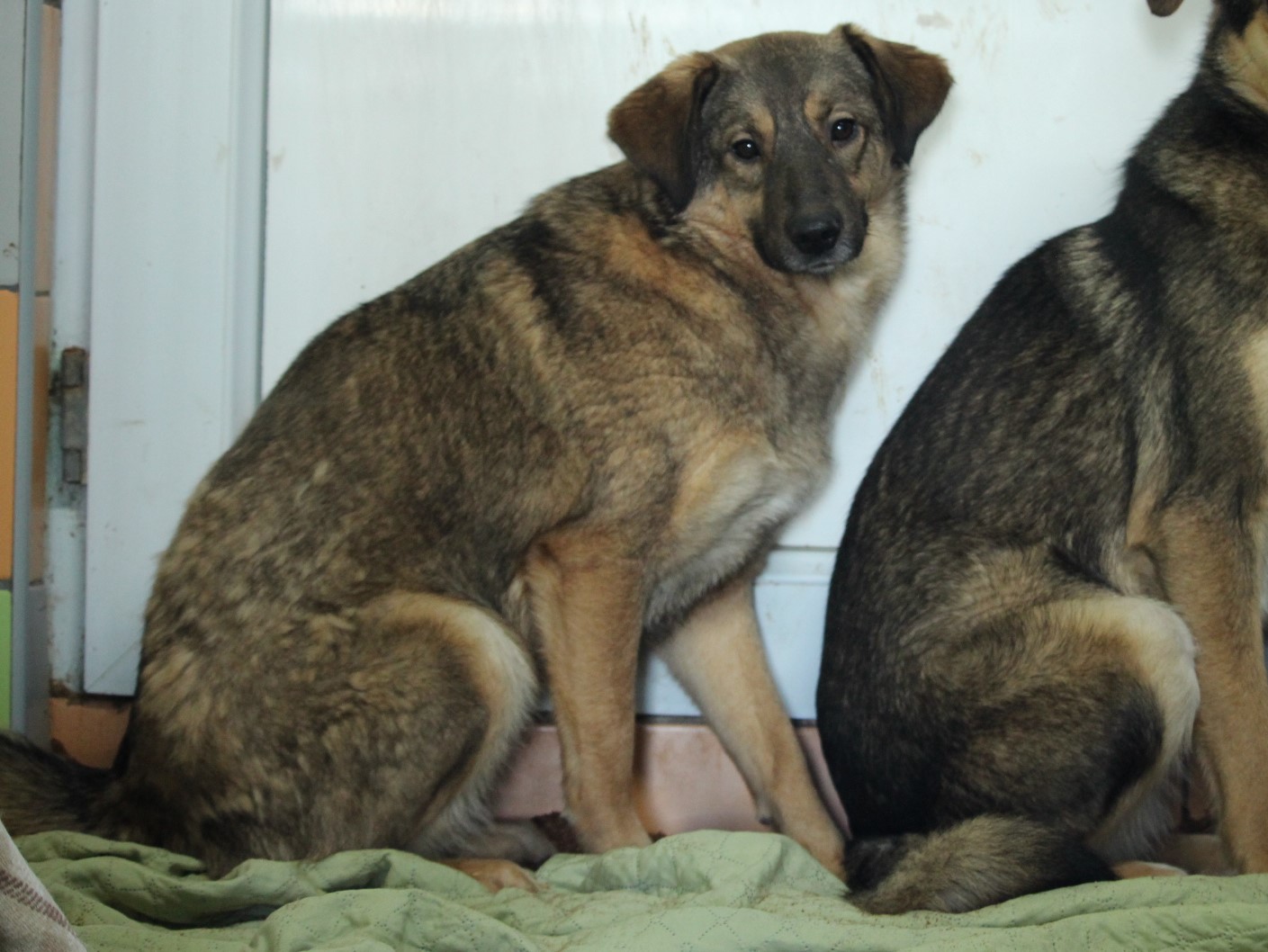 Tierschutzverein Bellas Pfotenhilfe Hunderettung Bosnien Hund adoptieren Lotte