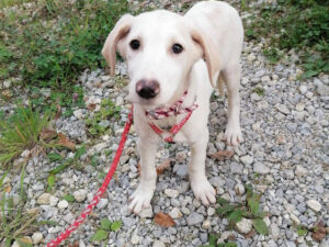 Tierschutzverein Bellas Pfotenhilfe Hunderettung Bosnien Hund adoptieren Luna