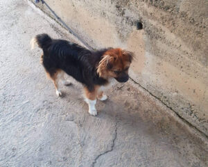 Tierschutzverein Bellas Pfotenhilfe Hunderettung Bosnien Hund adoptieren Luna II