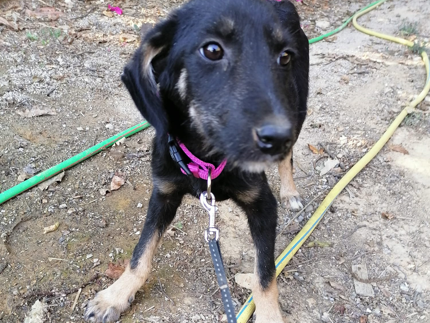 Tierschutzverein Bellas Pfotenhilfe Hunderettung Bosnien Hund adoptieren Lynn