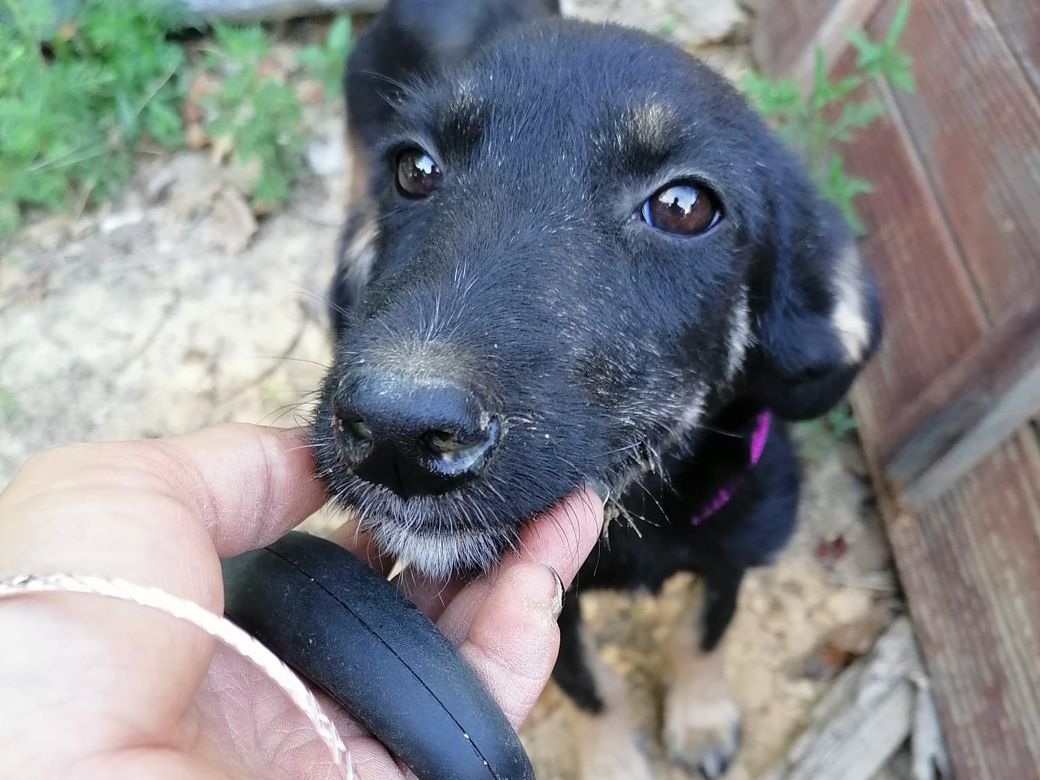 Tierschutzverein Bellas Pfotenhilfe Hunderettung Bosnien Hund adoptieren Lynn