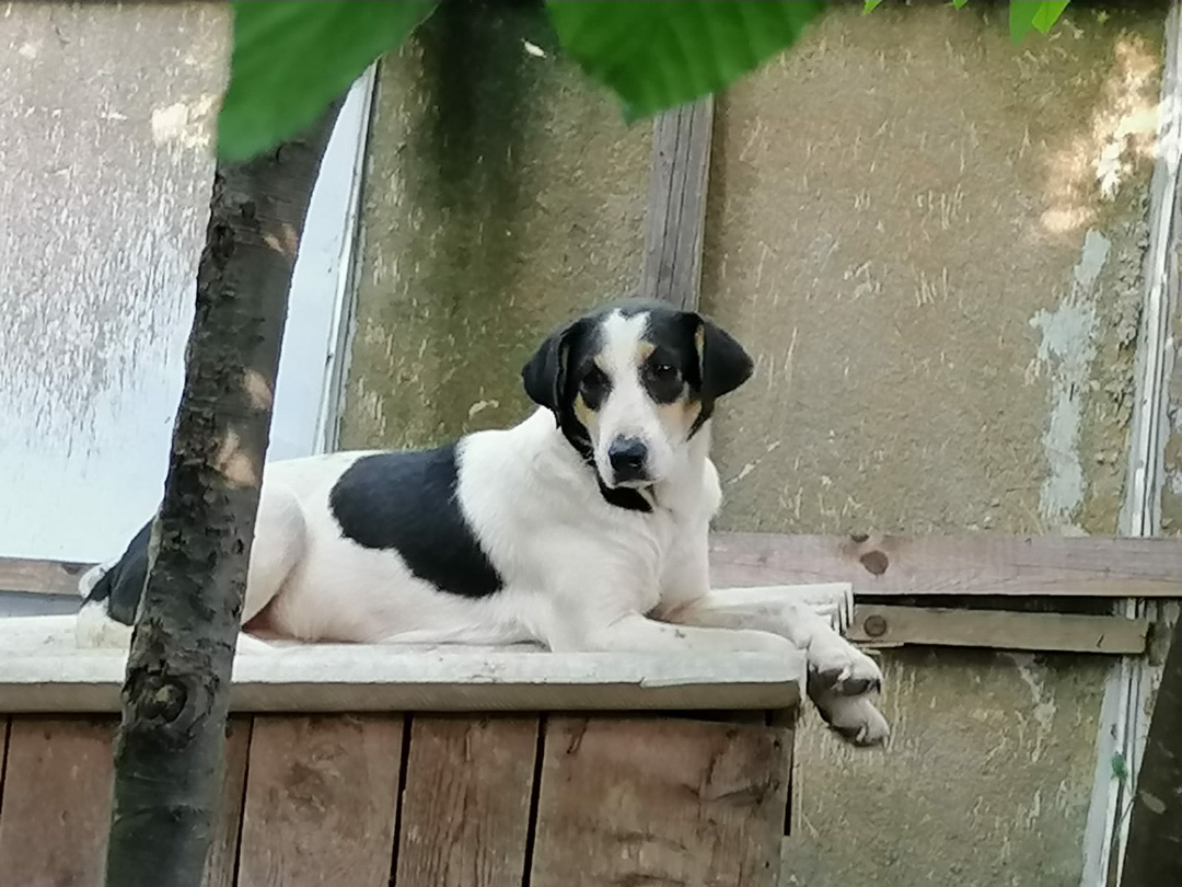 Tierschutzverein Bellas Pfotenhilfe Hunderettung Bosnien Hund adoptieren Malu