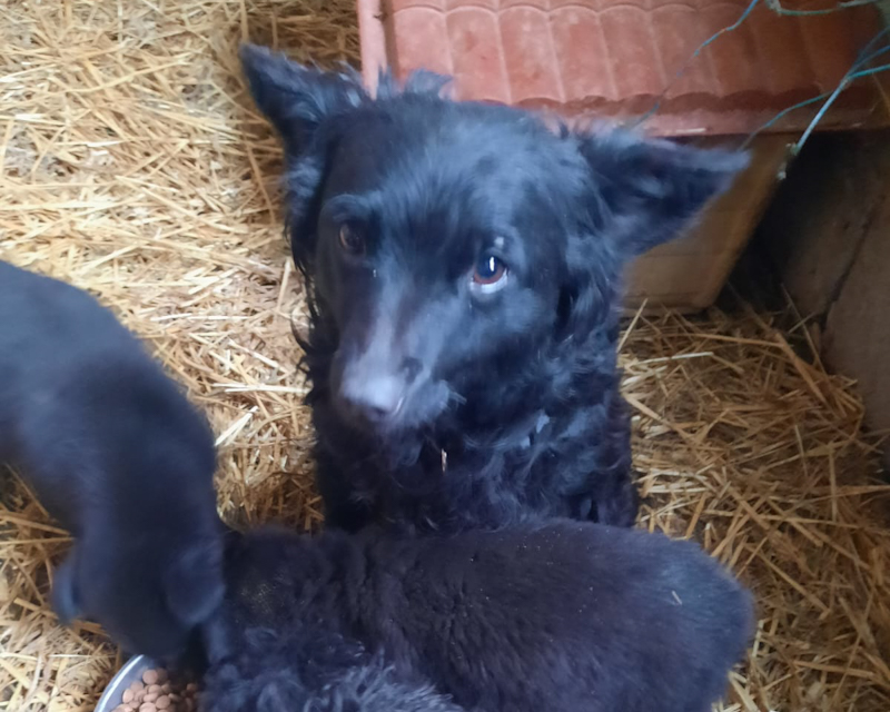 Tierschutzverein Bellas Pfotenhilfe Hunderettung Bosnien Hund adoptieren Mama Pulin