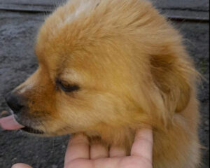 Tierschutzverein Bellas Pfotenhilfe Hunderettung Bosnien Hund adoptieren Masa