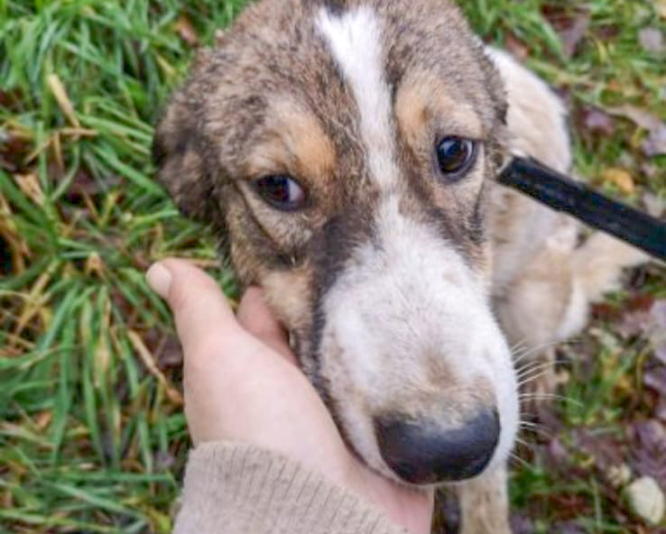 Tierschutzverein Bellas Pfotenhilfe Hunderettung Bosnien Hund adoptieren Max