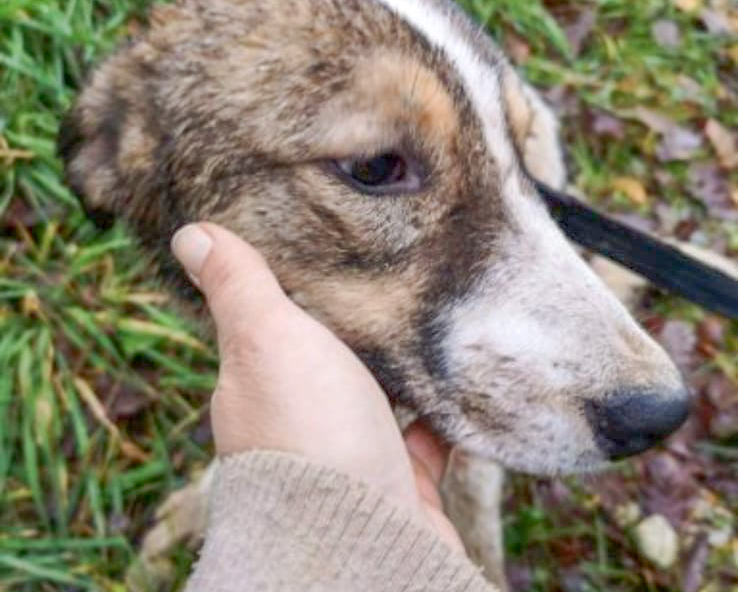Tierschutzverein Bellas Pfotenhilfe Hunderettung Bosnien Hund adoptieren Max