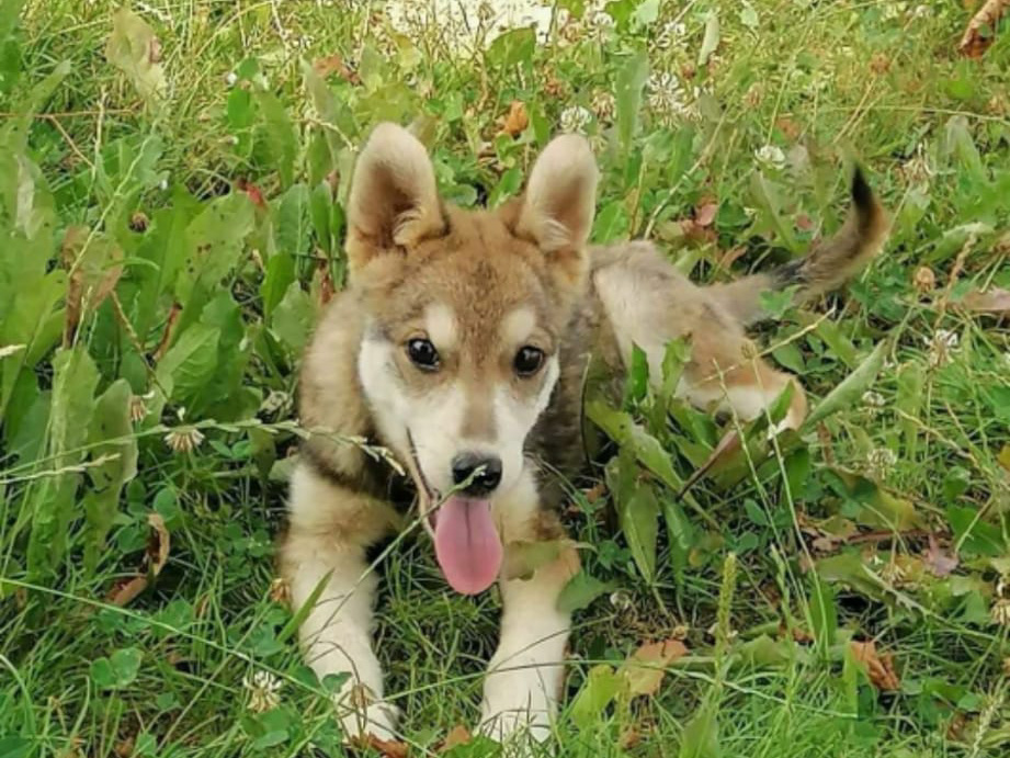 Tierschutzverein Bellas Pfotenhilfe Hunderettung Bosnien Hund adoptieren Medo
