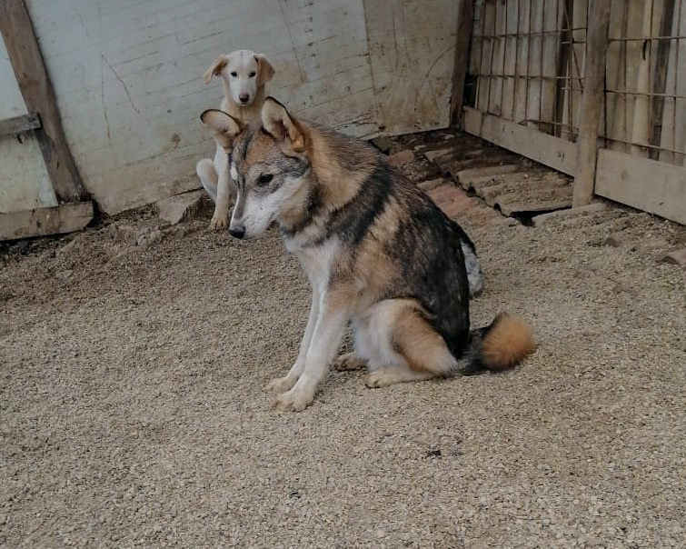 Tierschutzverein Bellas Pfotenhilfe Hunderettung Bosnien Hund adoptieren Medo