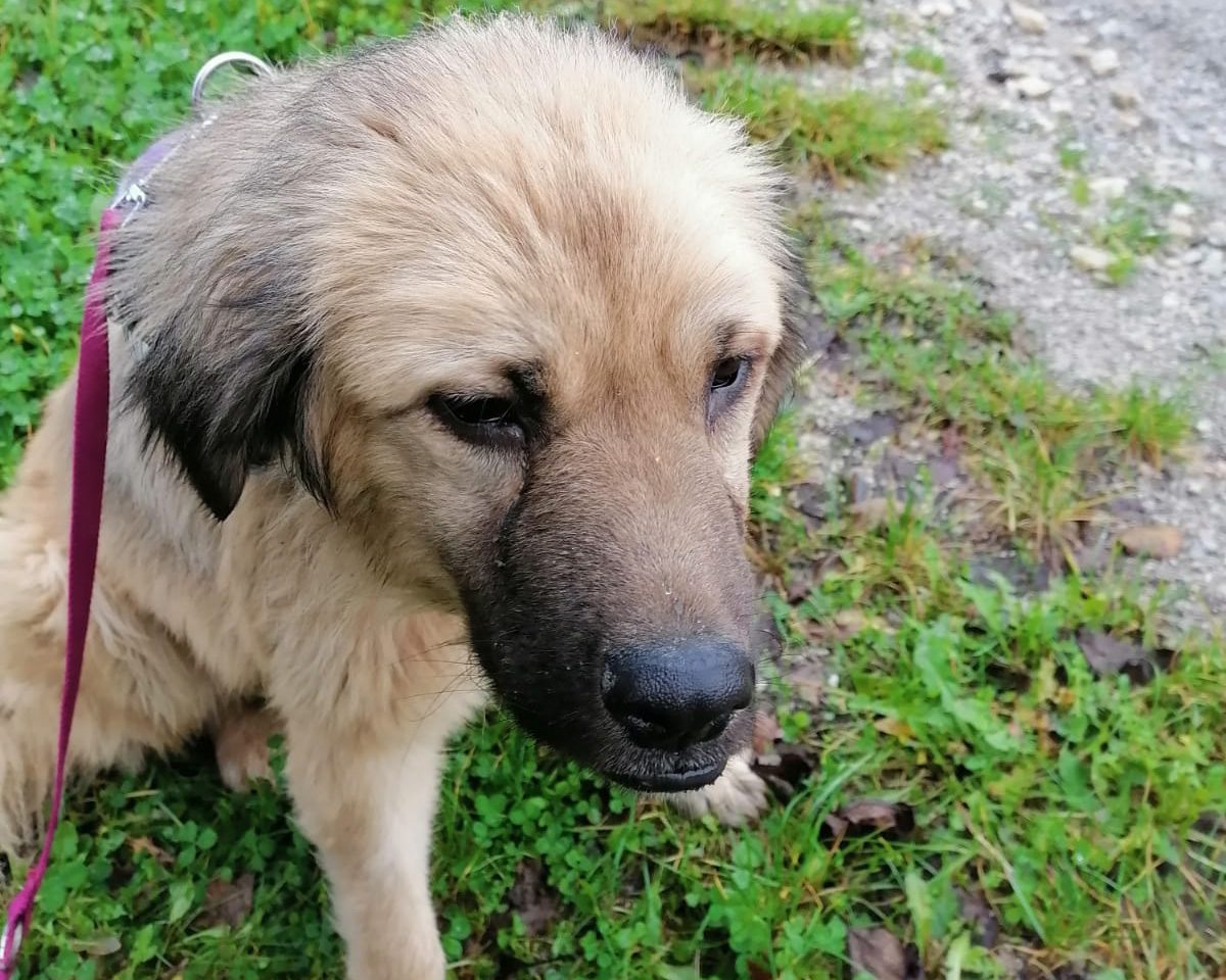 Tierschutzverein Bellas Pfotenhilfe Hunderettung Bosnien Hund adoptieren Malu