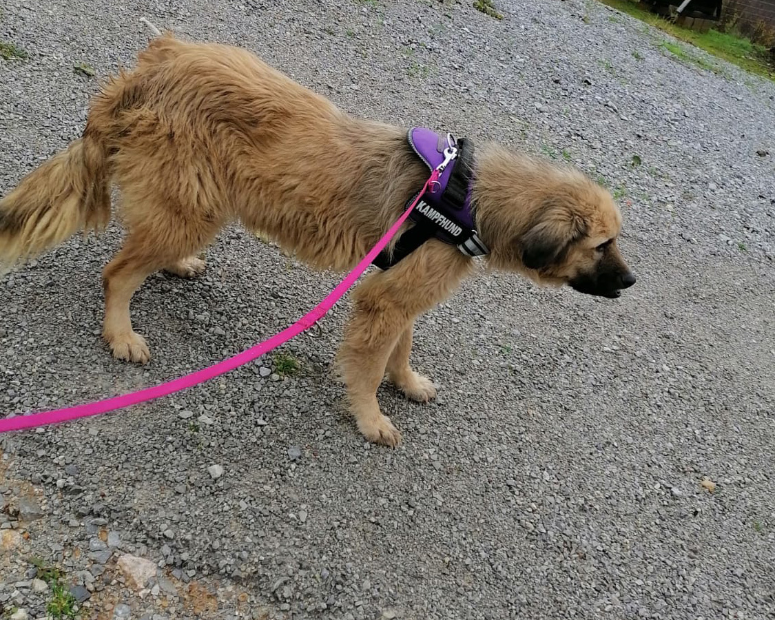 Tierschutzverein Bellas Pfotenhilfe Hunderettung Bosnien Hund adoptieren Milly