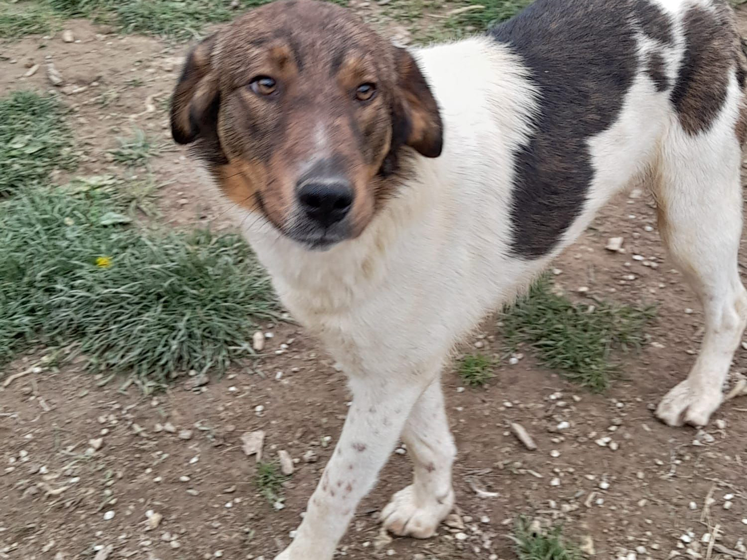 Tierschutzverein Bellas Pfotenhilfe Hunderettung Bosnien Hund adoptieren Milo