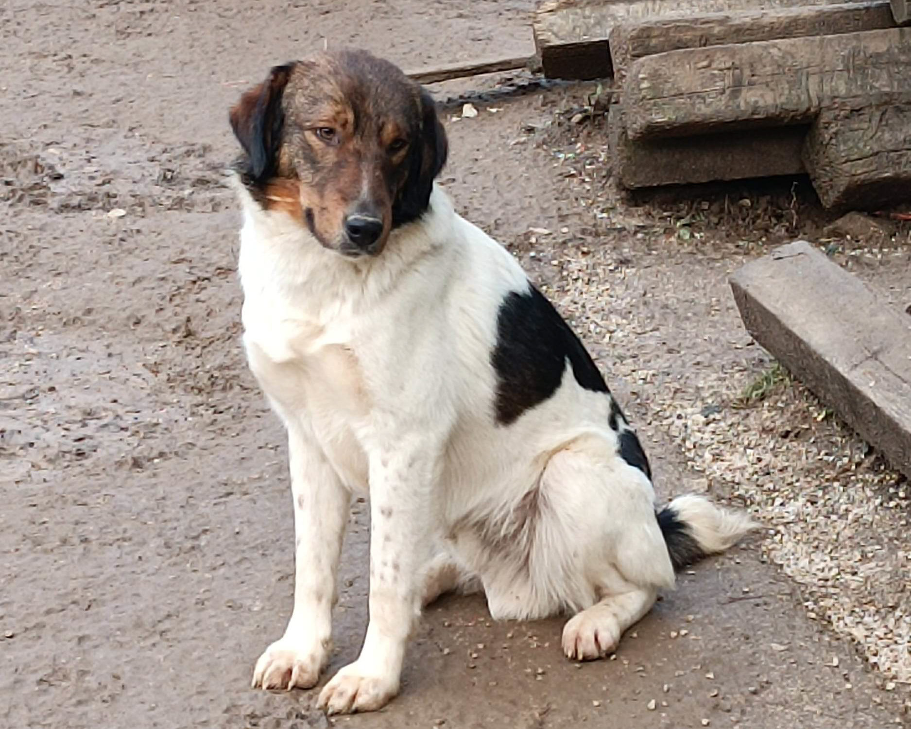 Tierschutzverein Bellas Pfotenhilfe Hunderettung Bosnien Hund adoptieren Milo